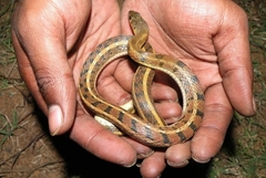 Amphiesma stolatum