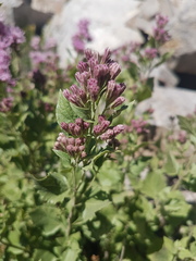 Ageratina occidentalis