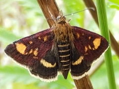 Pyrausta aurata