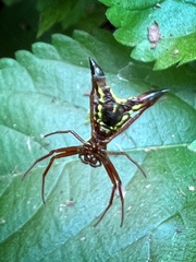 Micrathena sagittata