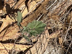 Malvella leprosa
