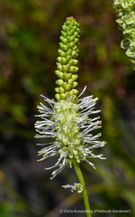Sanguisorba canadensis