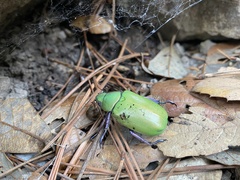 Chrysina beyeri