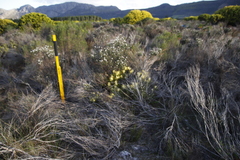 Leucadendron salignum