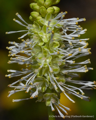 Sanguisorba canadensis