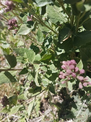 Ageratina occidentalis