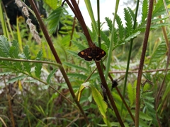 Pyrausta aurata