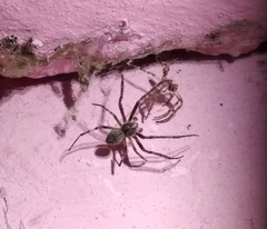 Larinioides ixobolus