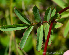 Sanguisorba canadensis