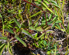 Sanguisorba canadensis