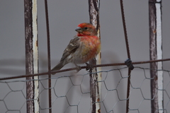 Haemorhous mexicanus