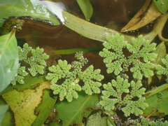 Azolla