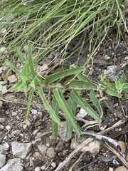 Asclepias asperula