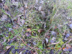 Acacia aculeatissima
