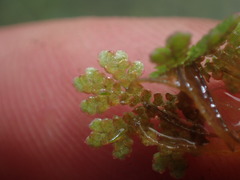 Azolla