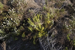Leucadendron salignum