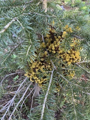 Chrysomyxa arctostaphyli
