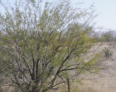 Prosopis glandulosa