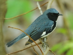 Setophaga caerulescens