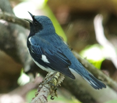 Setophaga caerulescens