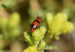 Collops quadrimaculatus