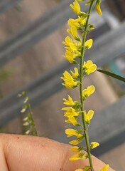 Melilotus officinalis