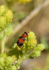 Collops quadrimaculatus