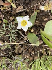 Hesperochiron pumilus