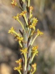 Struthiola eckloniana