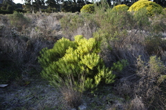 Leucadendron salignum