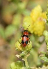 Collops quadrimaculatus