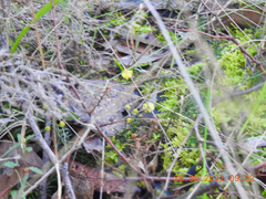 Acacia aculeatissima