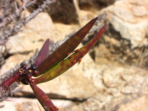 Oleander seedbug