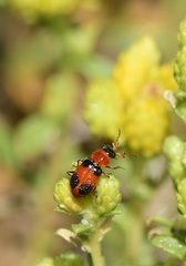 Collops quadrimaculatus