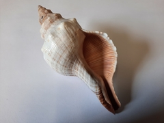 Pleuroploca trapezium