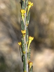 Struthiola eckloniana