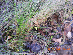 Acacia aculeatissima