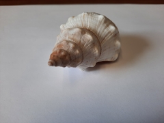 Pleuroploca trapezium