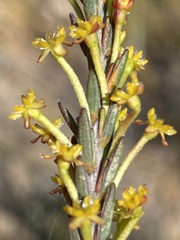 Struthiola eckloniana