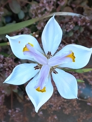 Dietes grandiflora