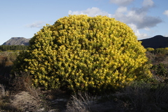 Leucadendron laureolum