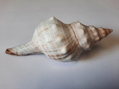 Pleuroploca trapezium