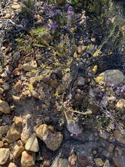 Struthiola eckloniana