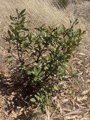 Heteromeles arbutifolia