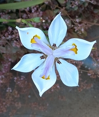Dietes grandiflora