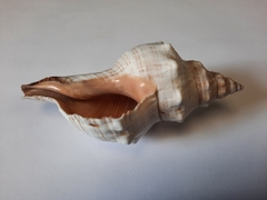 Pleuroploca trapezium