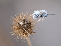 Halictus pollinosus