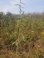 Salix acutifolia