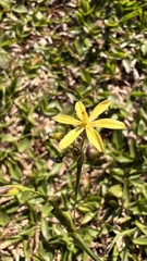 Sisyrinchium commutatum