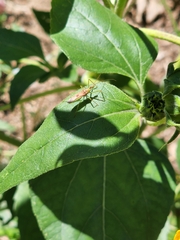 Insecta
